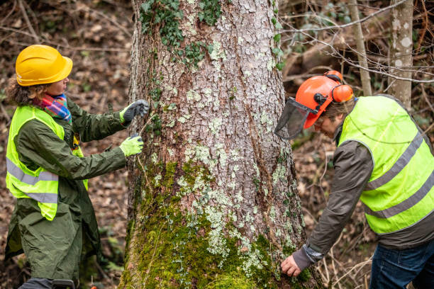  Lyford, TX Tree Removal Services Pros