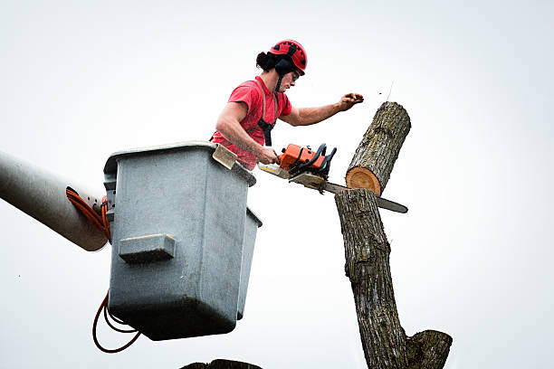 Best Tree Health Inspection  in Lyford, TX