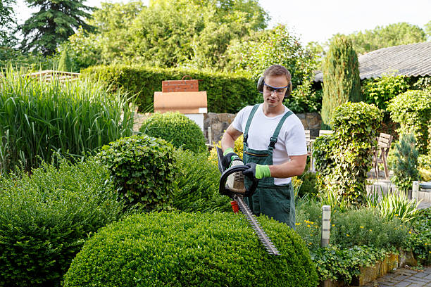 Best Tree Disease Treatment  in Lyford, TX