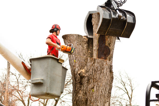 Best Root Management and Removal  in Lyford, TX