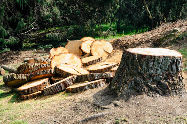 Best Firewood Processing and Delivery  in Lyford, TX